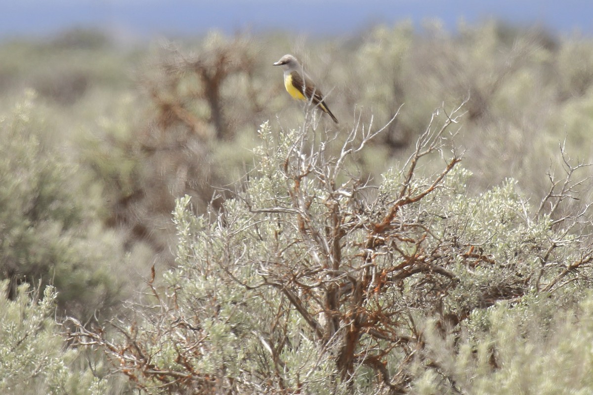 Western Kingbird - ML643972619