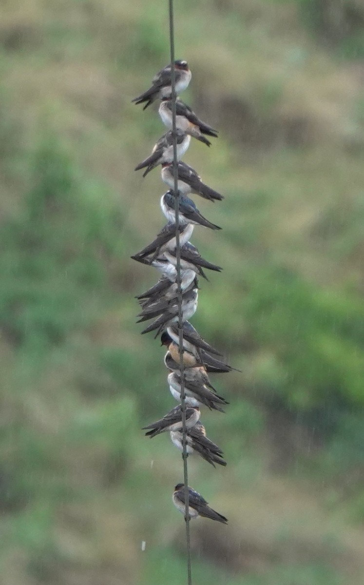 Tree Swallow - ML643972626