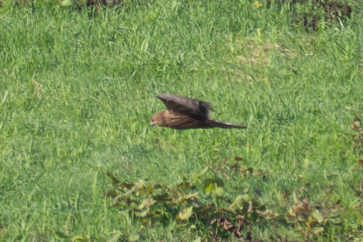 Eastern Marsh Harrier - ML643972627