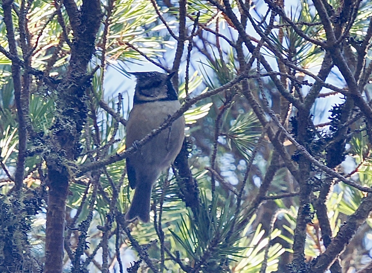 Crested Tit - ML643972632
