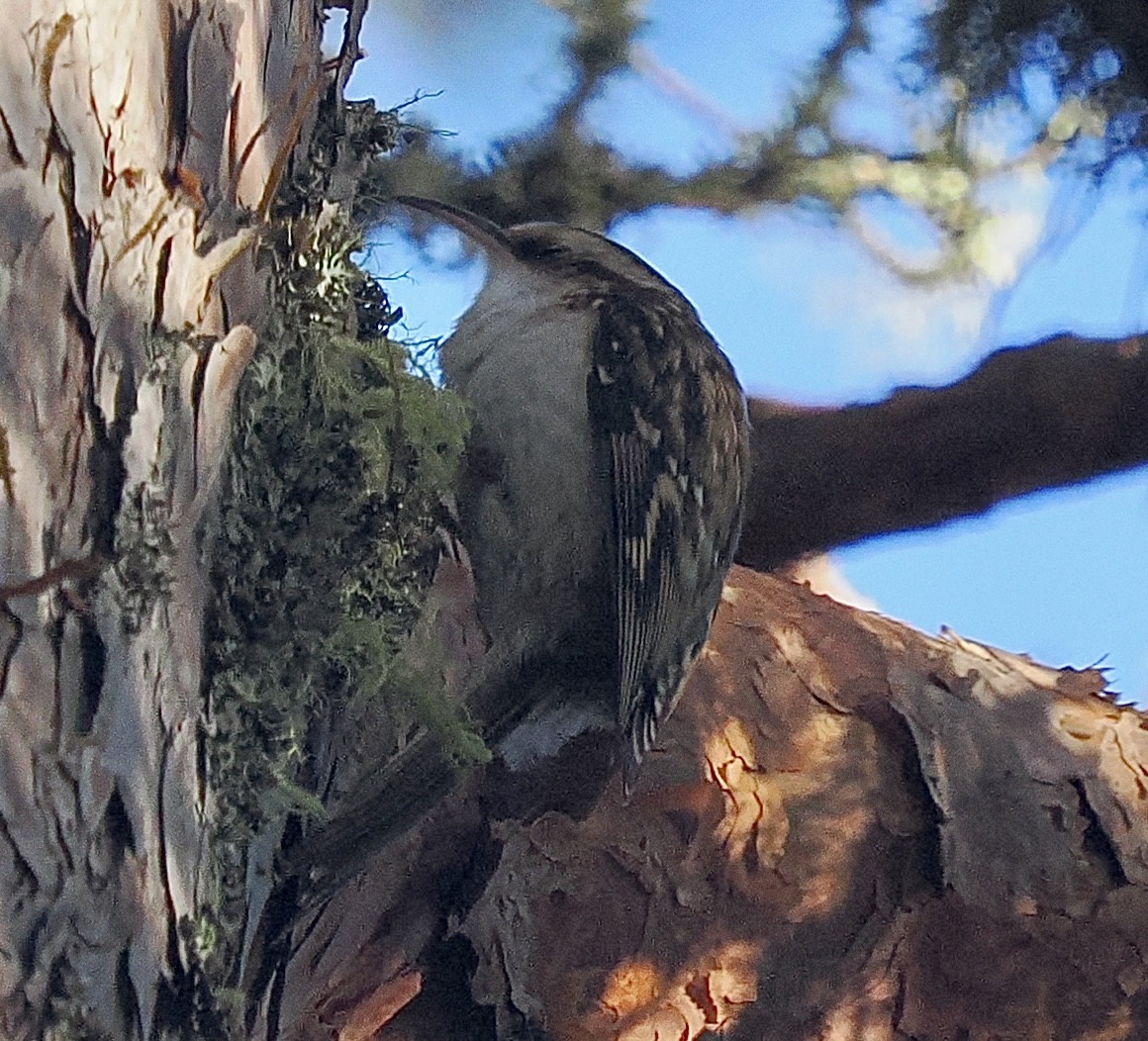 Eurasian Treecreeper - ML643972635