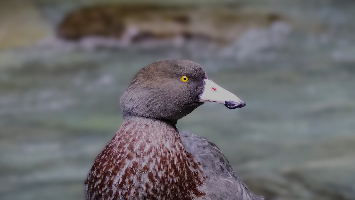Blue Duck - ML643972644