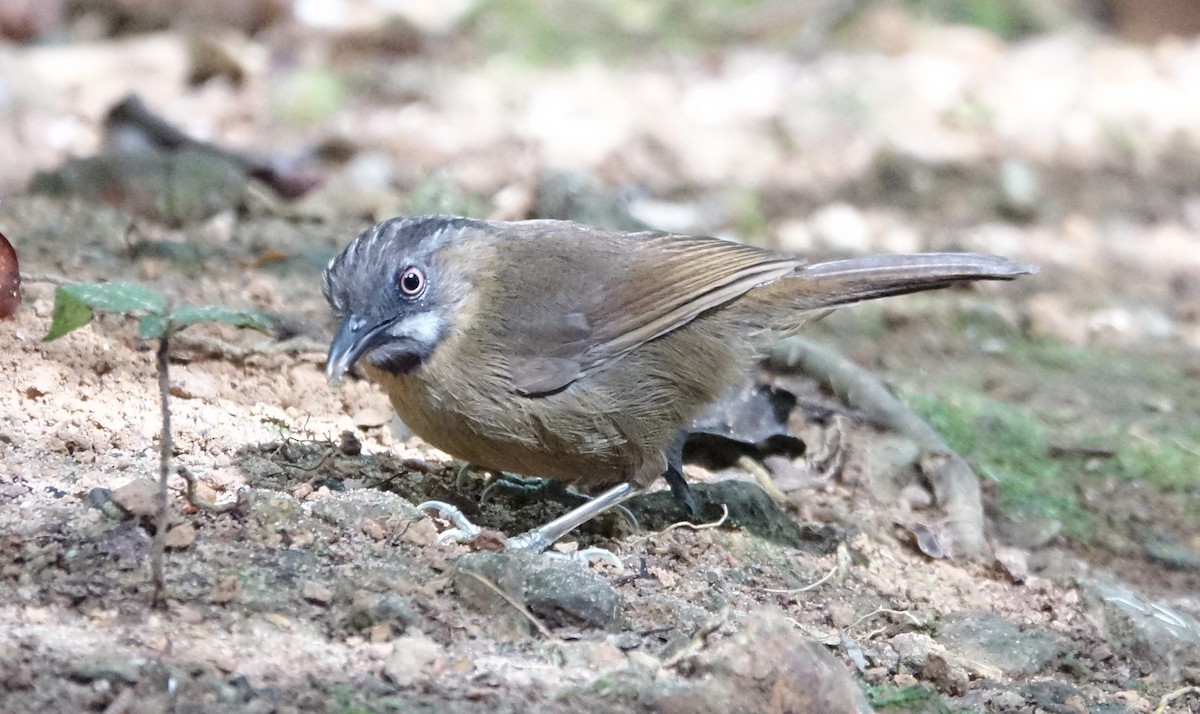 Gray-throated Babbler - ML643972657