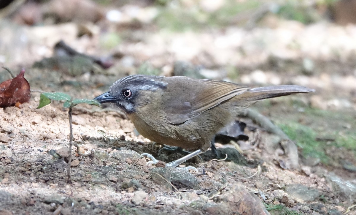 Gray-throated Babbler - ML643972658