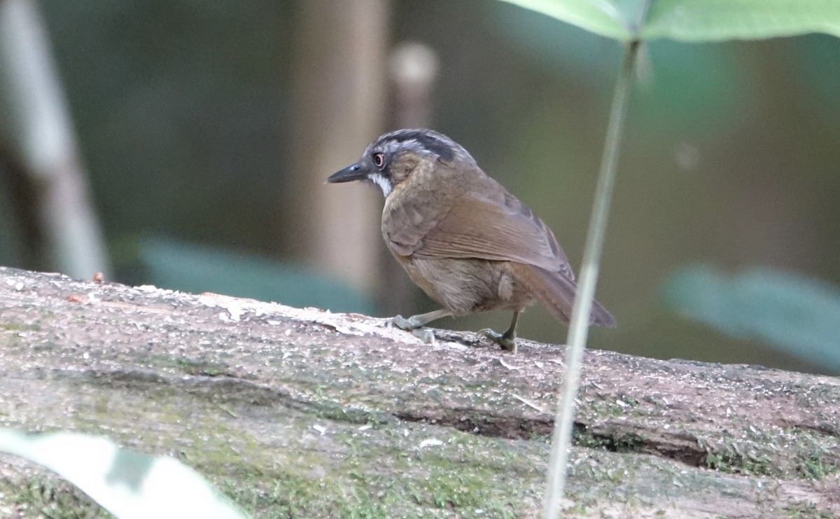 Gray-throated Babbler - ML643972659