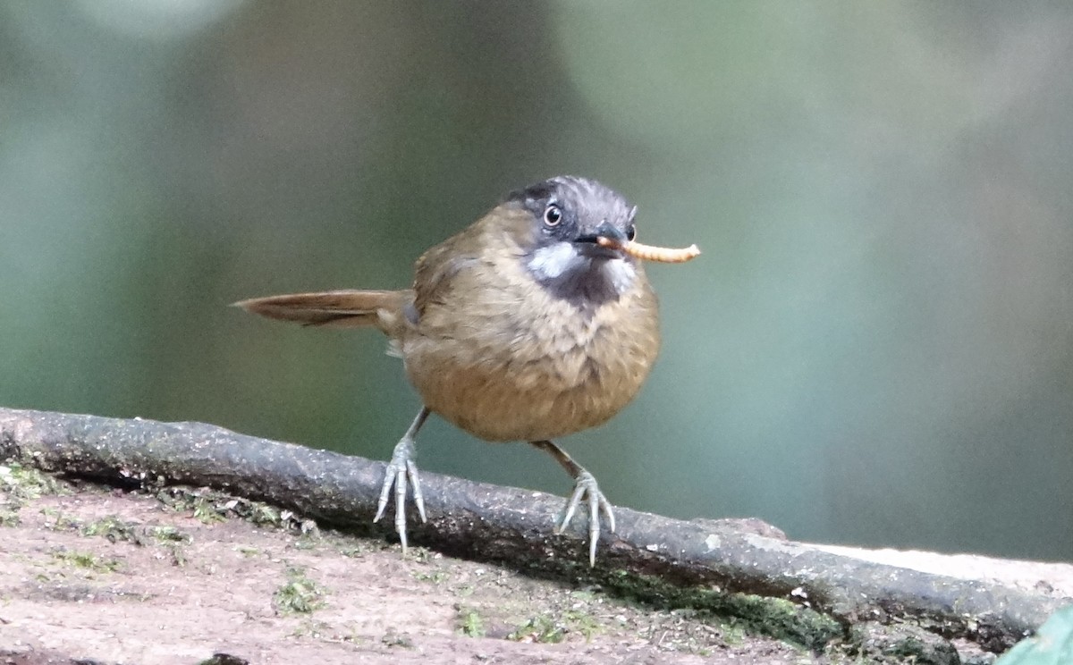 Gray-throated Babbler - ML643972660