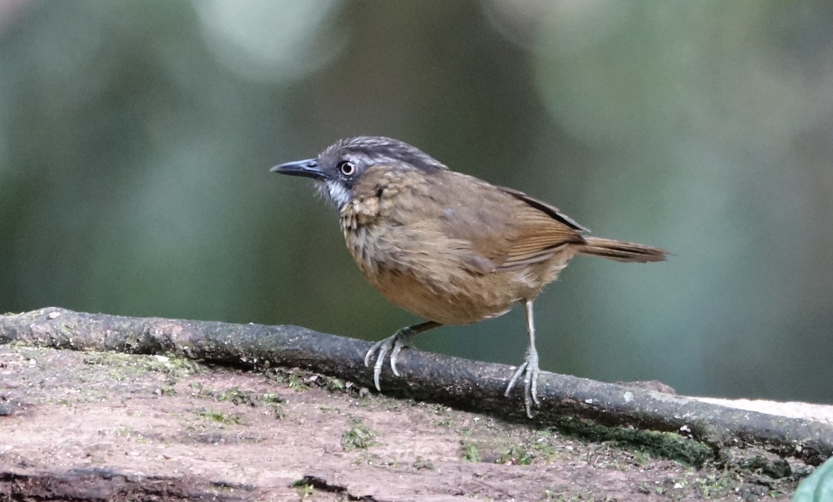Gray-throated Babbler - ML643972661