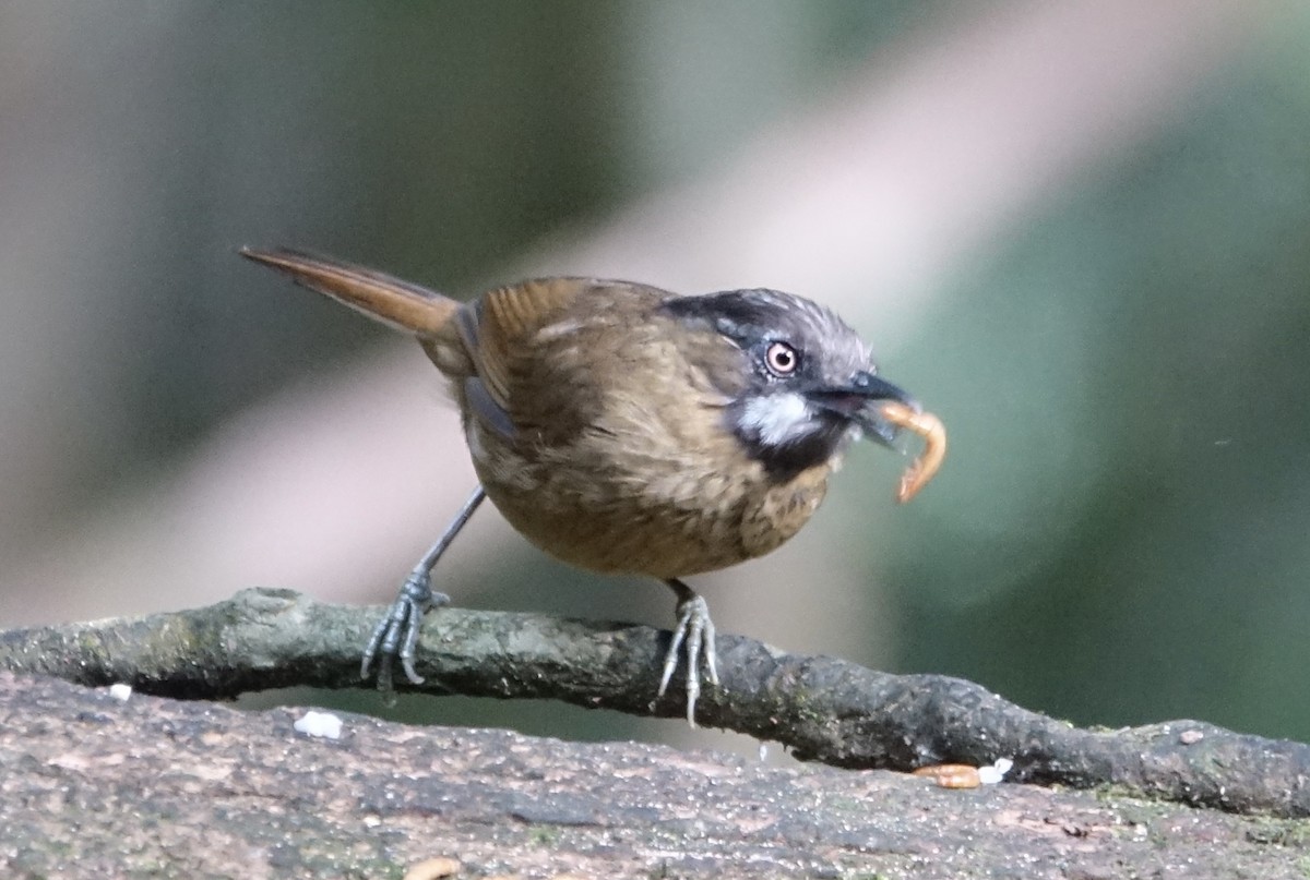 Gray-throated Babbler - ML643972662