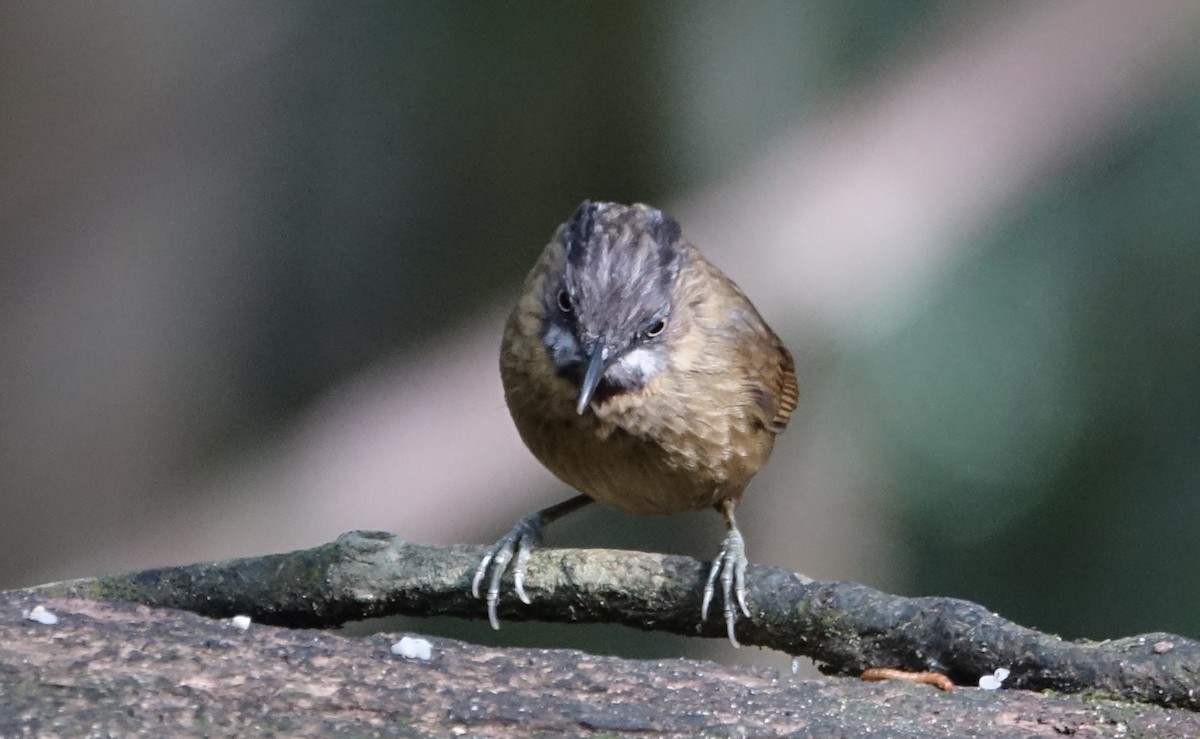 Gray-throated Babbler - ML643972663