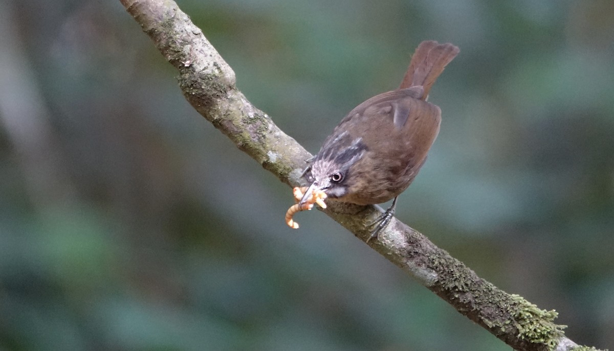 Gray-throated Babbler - ML643972664