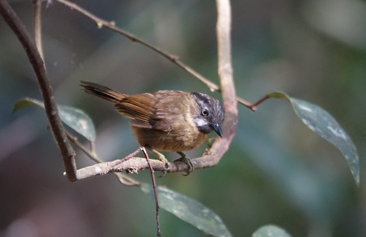 Gray-throated Babbler - ML643972665