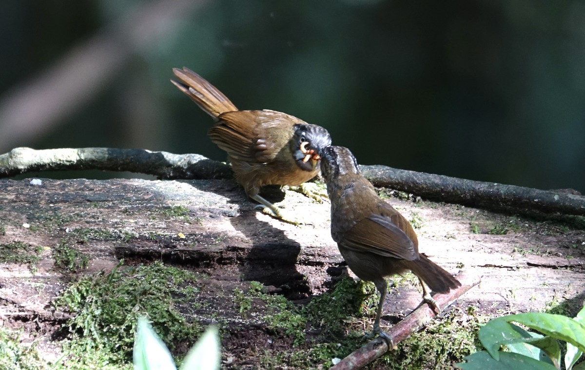 Gray-throated Babbler - ML643972666