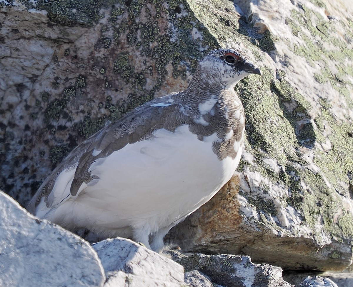 Rock Ptarmigan - ML643972682