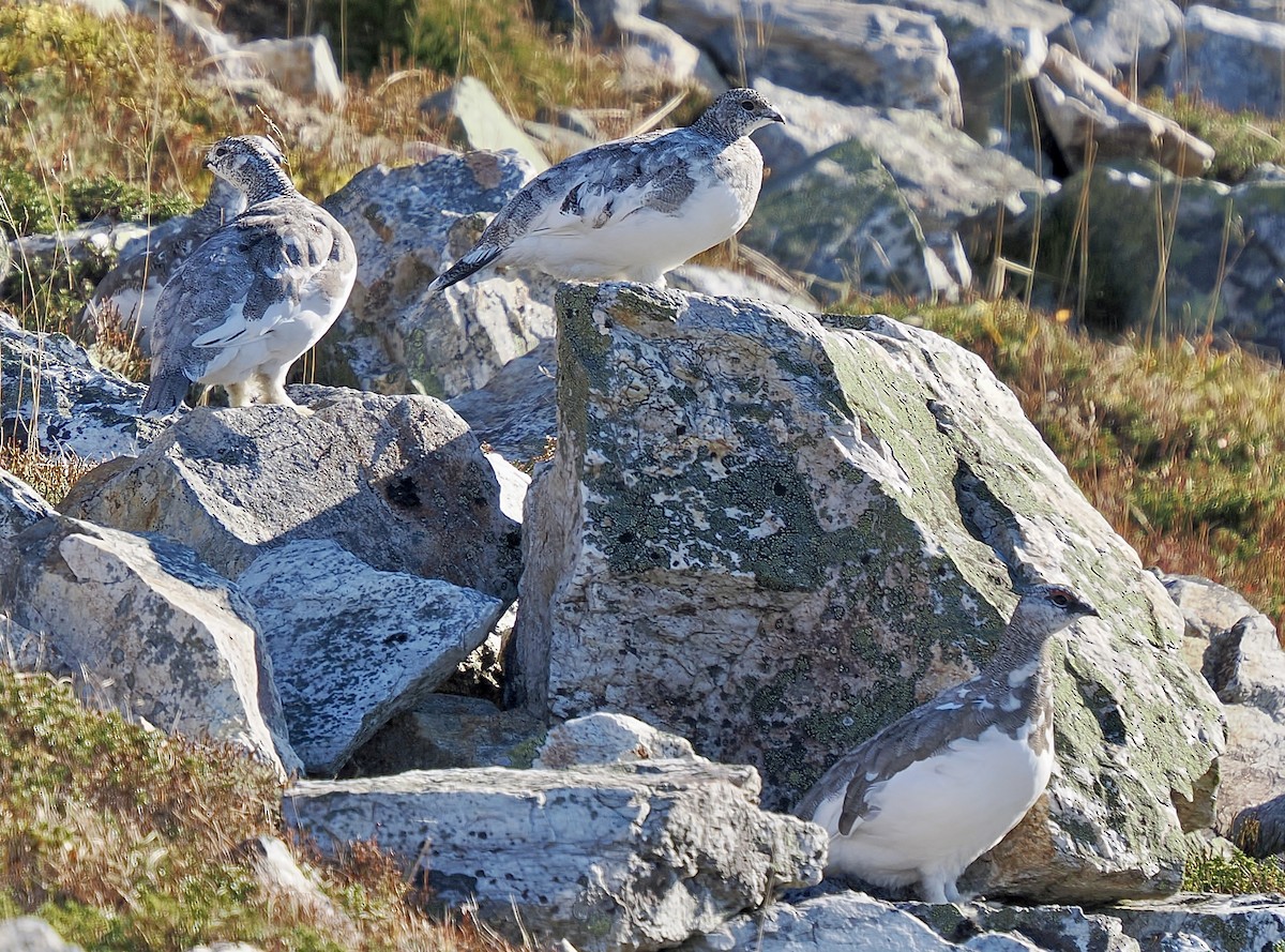 Rock Ptarmigan - ML643972683