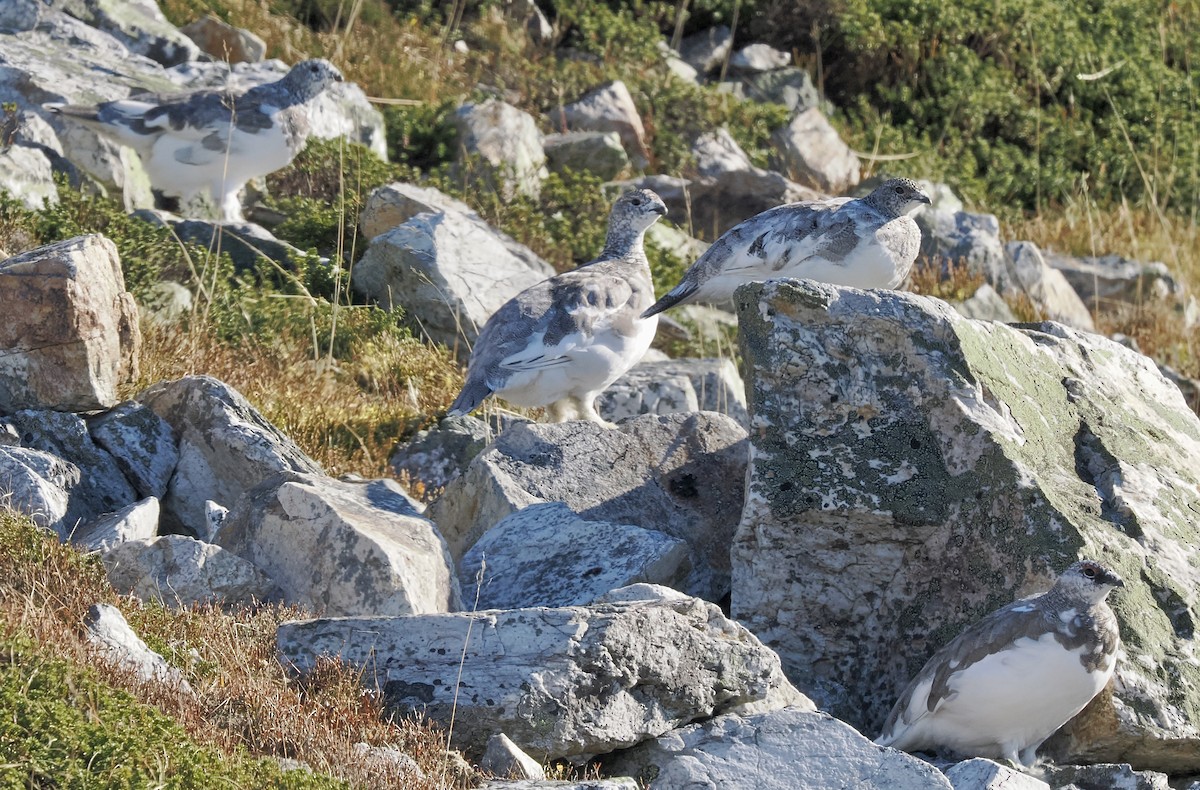 Rock Ptarmigan - ML643972684