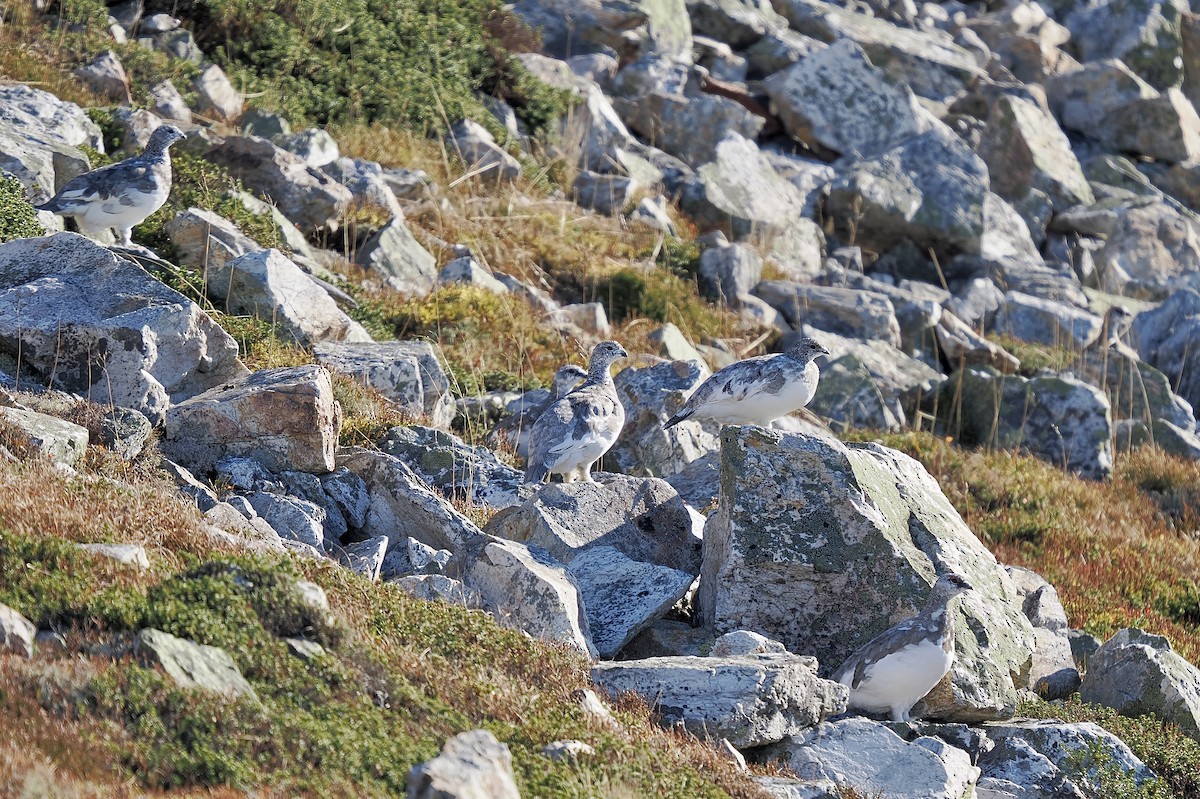 Rock Ptarmigan - ML643972685