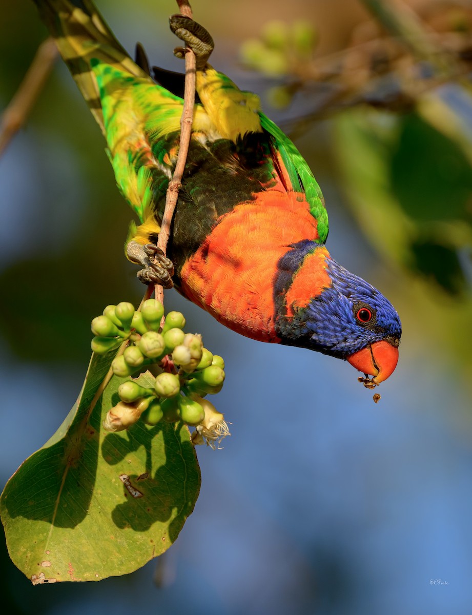 Red-collared Lorikeet - ML643972686