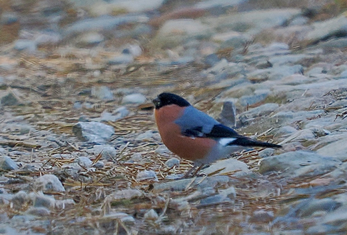 Gailupa eurasiarra - ML643972690