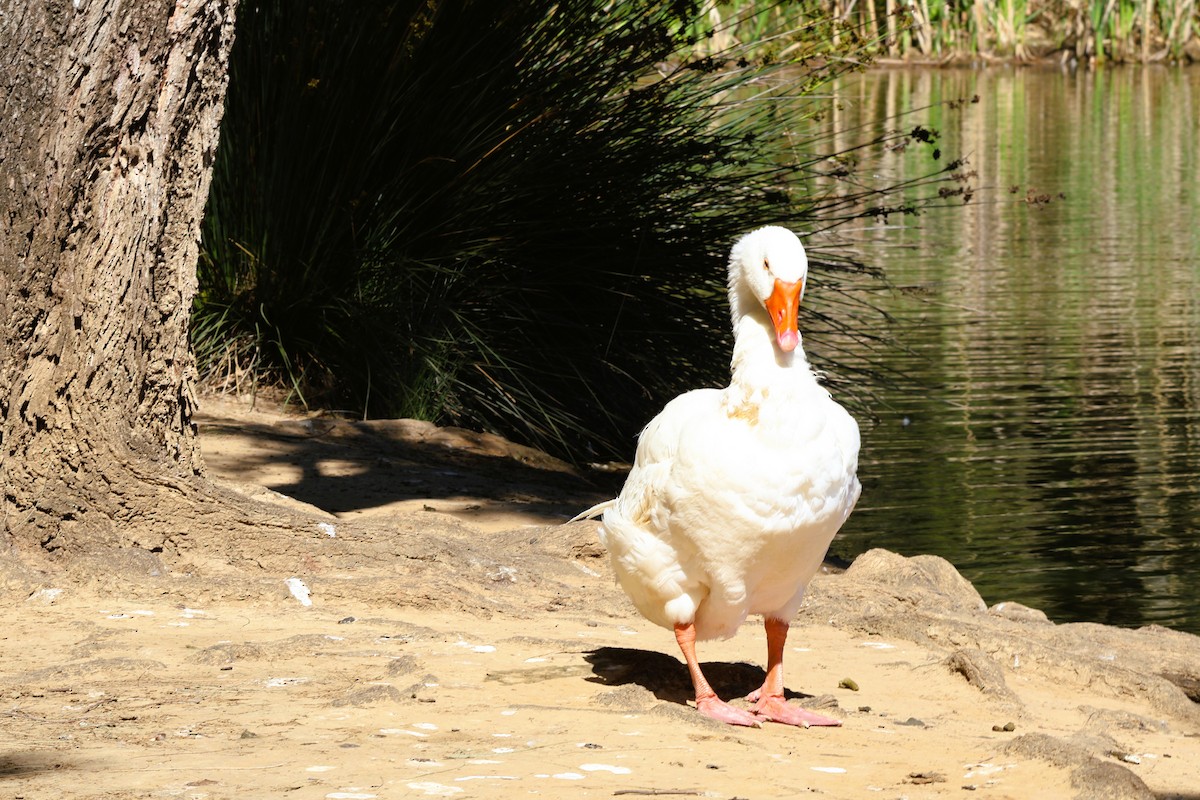 tamgås (domestisert Anser sp.) - ML643972698