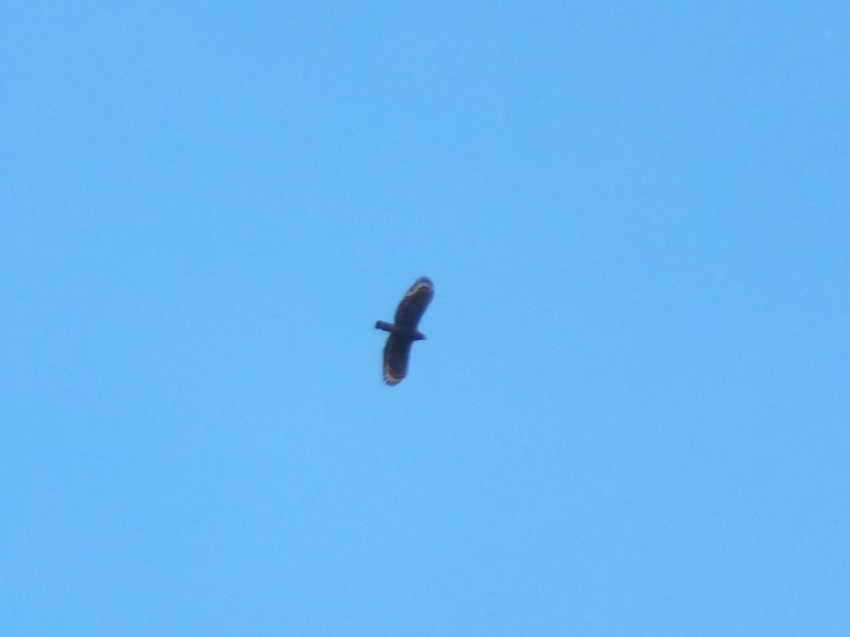 Sulawesi Serpent-Eagle - ML643972705