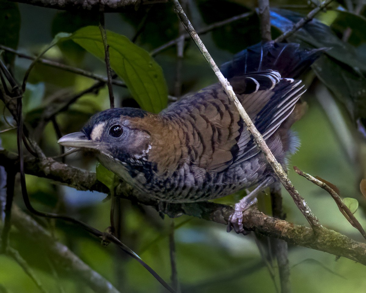 Rufous-chinned Laughingthrush - ML643972712