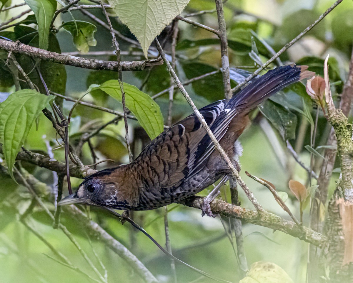 Rufous-chinned Laughingthrush - ML643972713