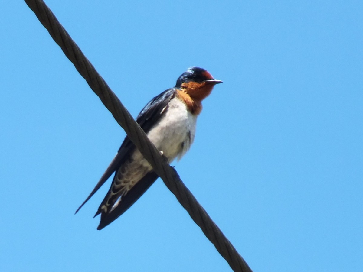 Pacific Swallow - ML643972719