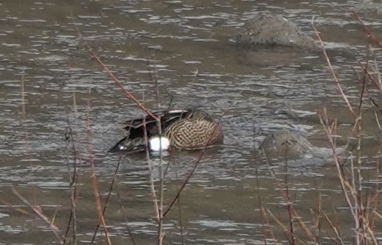 Blue-winged Teal - ML643972744