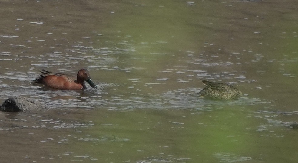 Cinnamon Teal - ML643972750