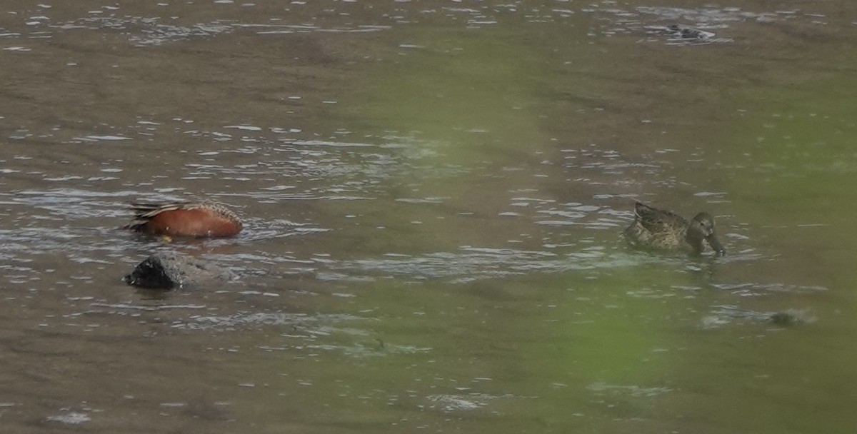 Cinnamon Teal - ML643972751