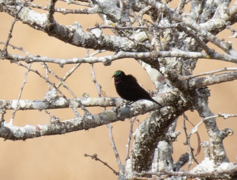 Amethyst Sunbird - ML643972753