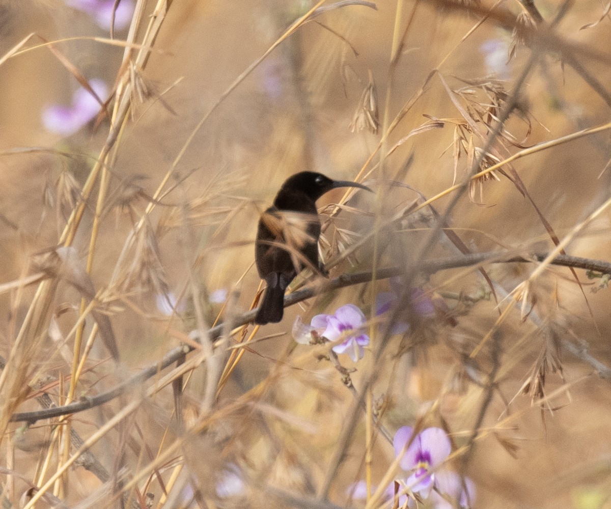 Amethyst Sunbird - ML643972755