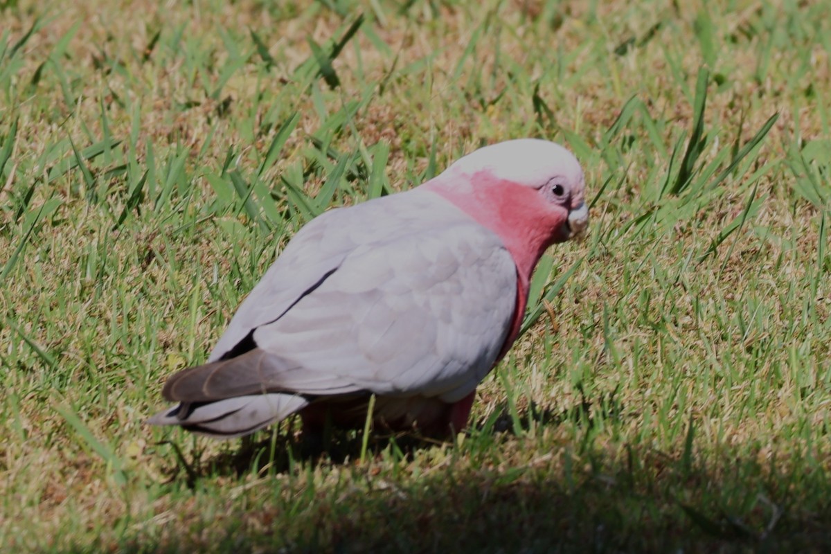 モモイロインコ - ML643972762