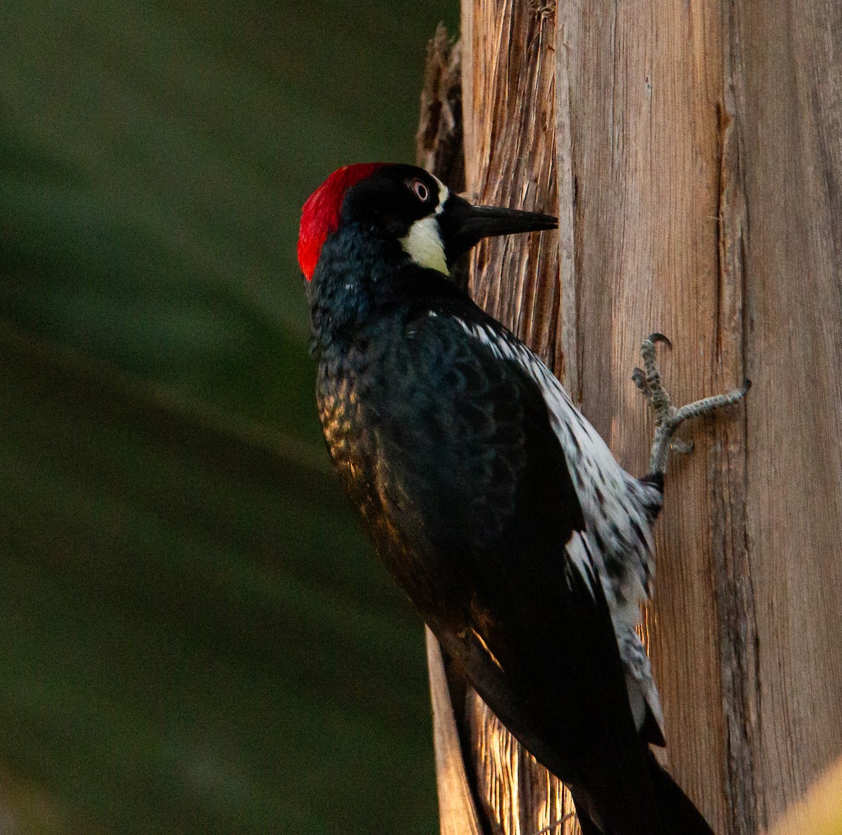 Acorn Woodpecker - ML643972764