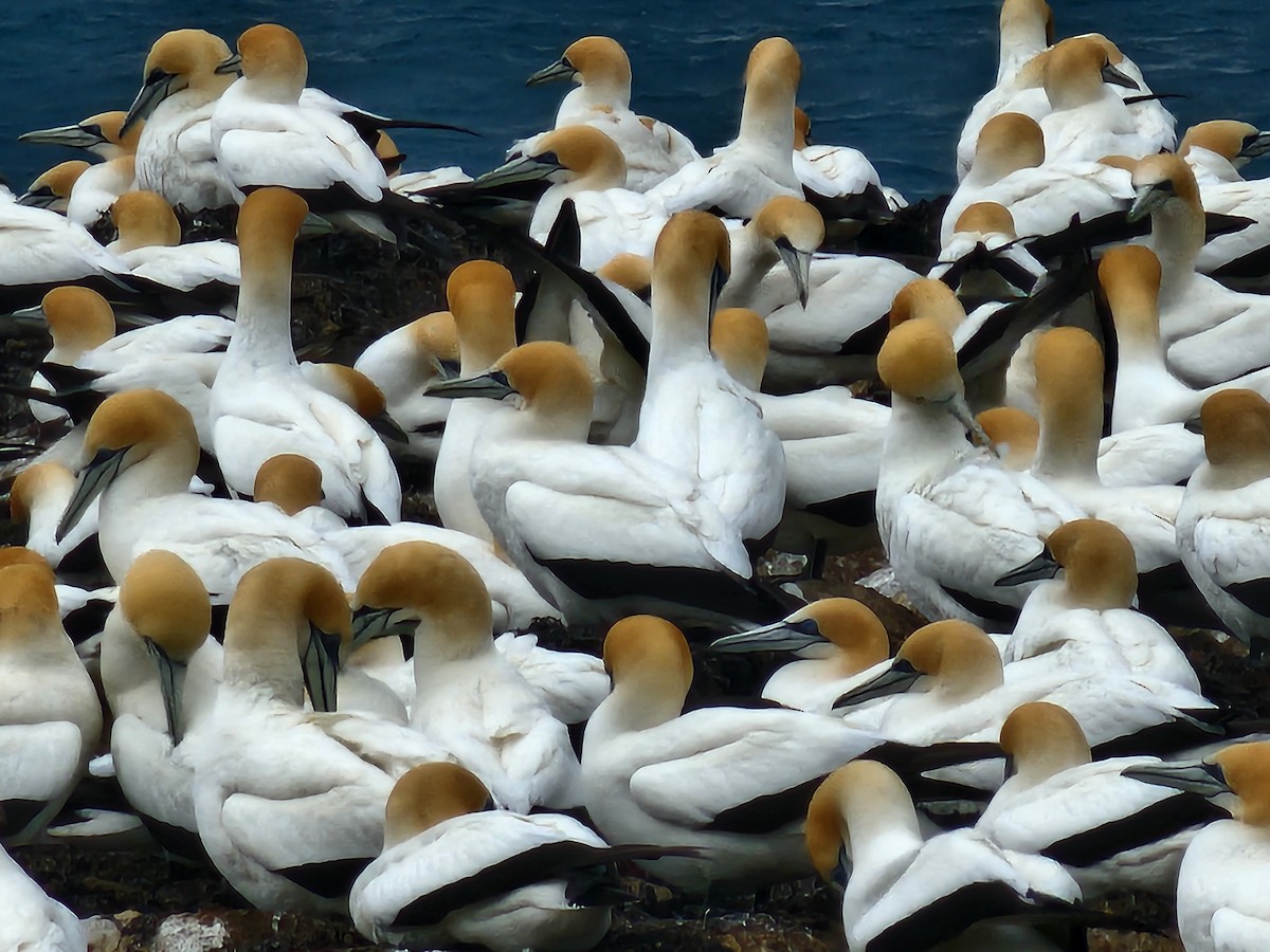 Australasian Gannet - ML643972772