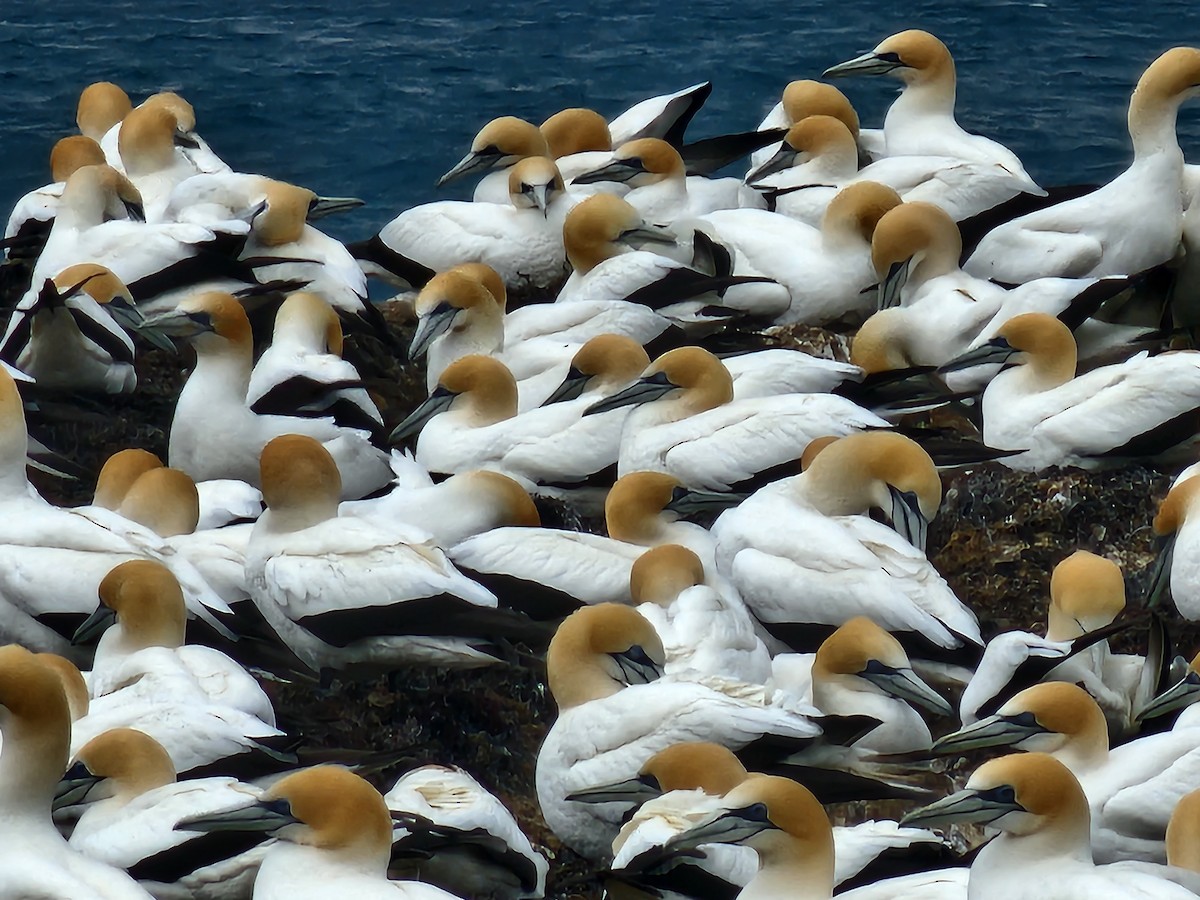 Australasian Gannet - ML643972773