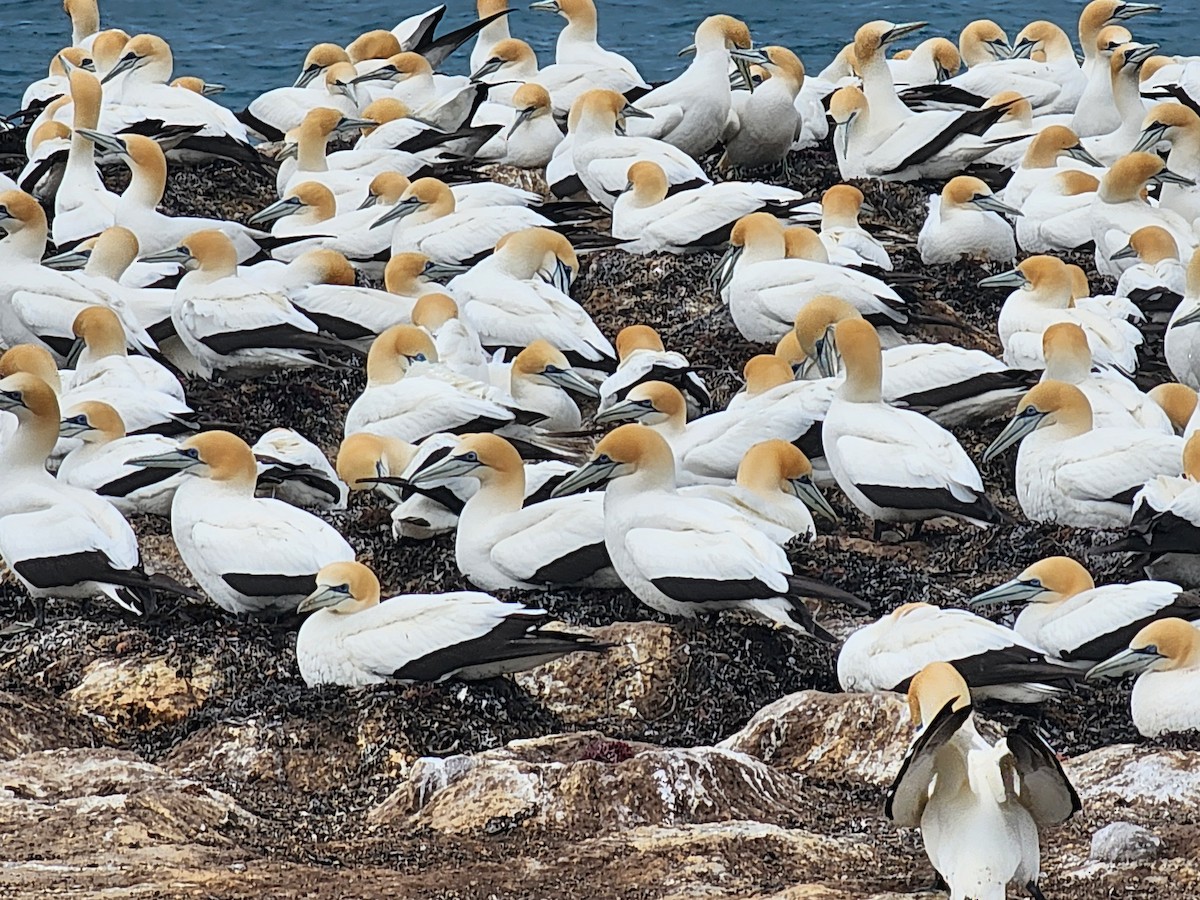 Australasian Gannet - ML643972774