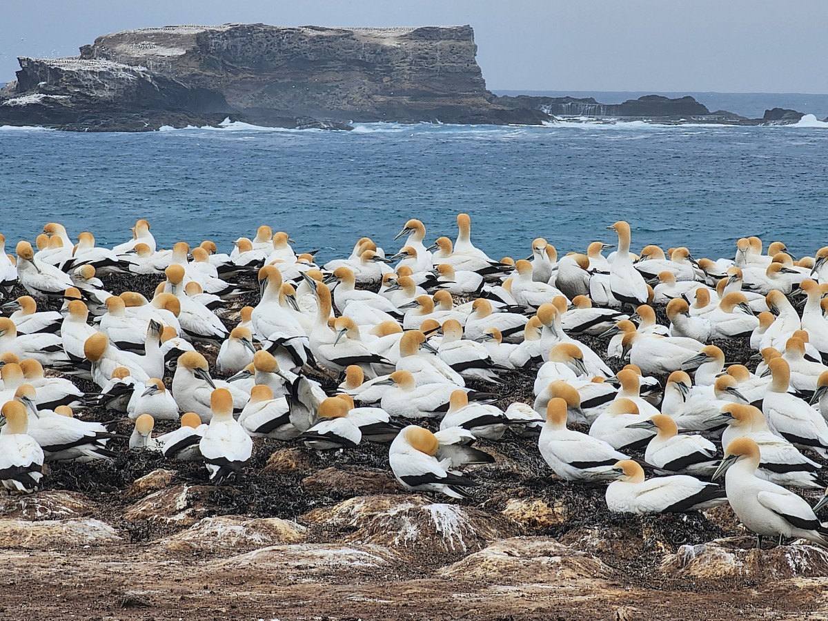 Australasian Gannet - ML643972775