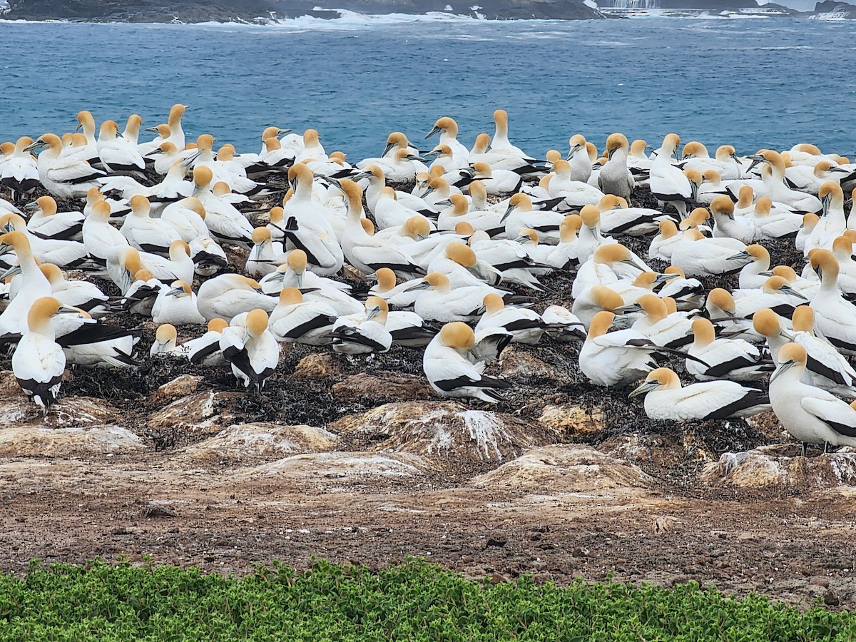 Australasian Gannet - ML643972776