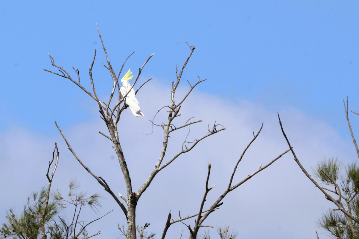 Gelbhaubenkakadu - ML643972779