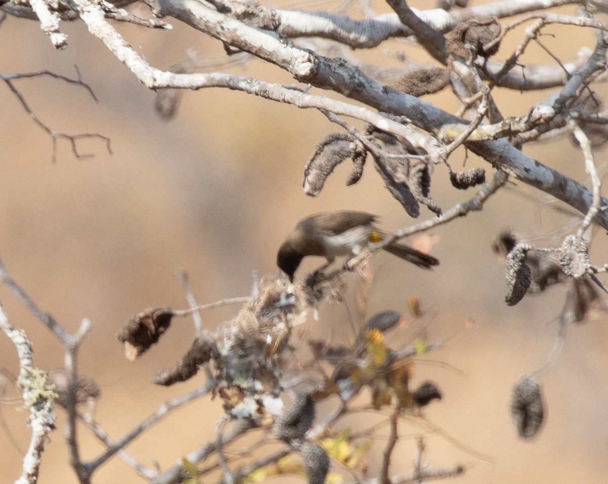 Common Bulbul - Lindy Fung