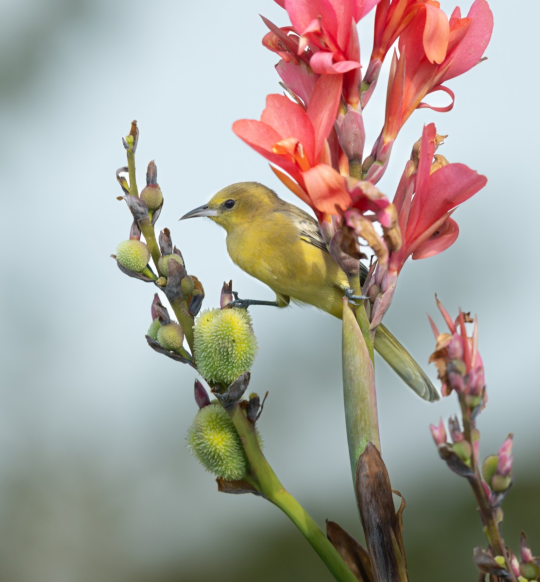 Hooded Oriole - ML643972804