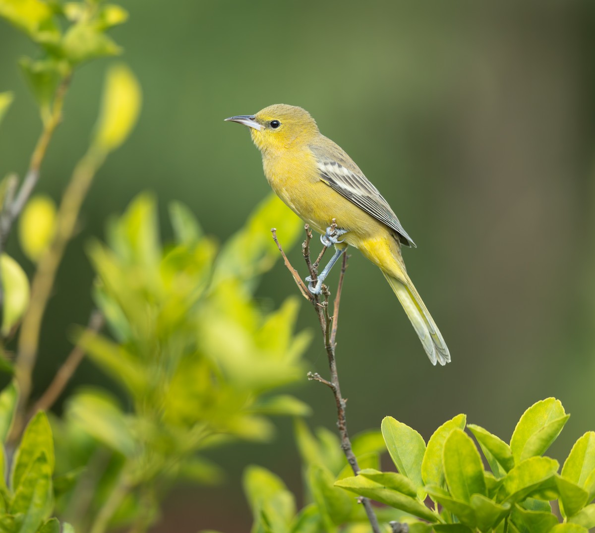 Hooded Oriole - ML643972805