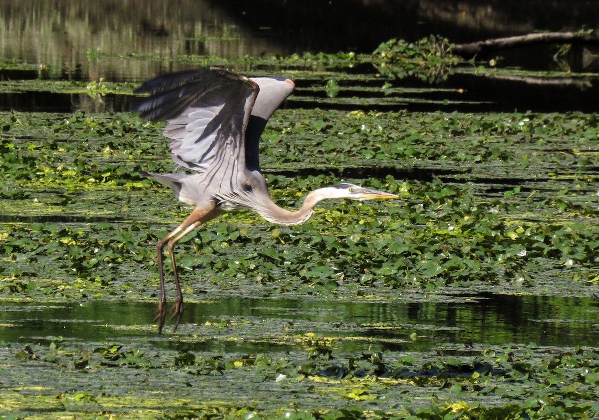 Great Blue Heron - Carena Pooth