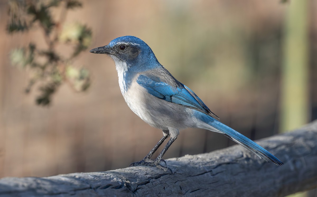 California Scrub-Jay - ML643972815