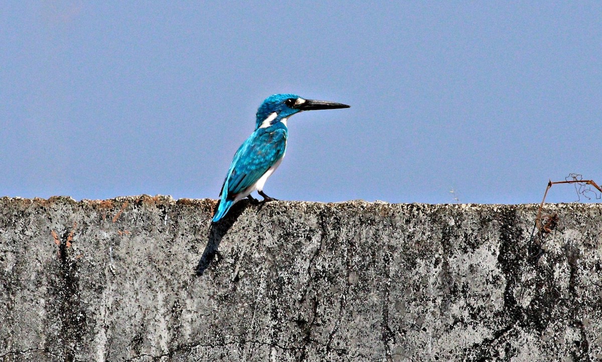 Small Blue Kingfisher - ML643972821
