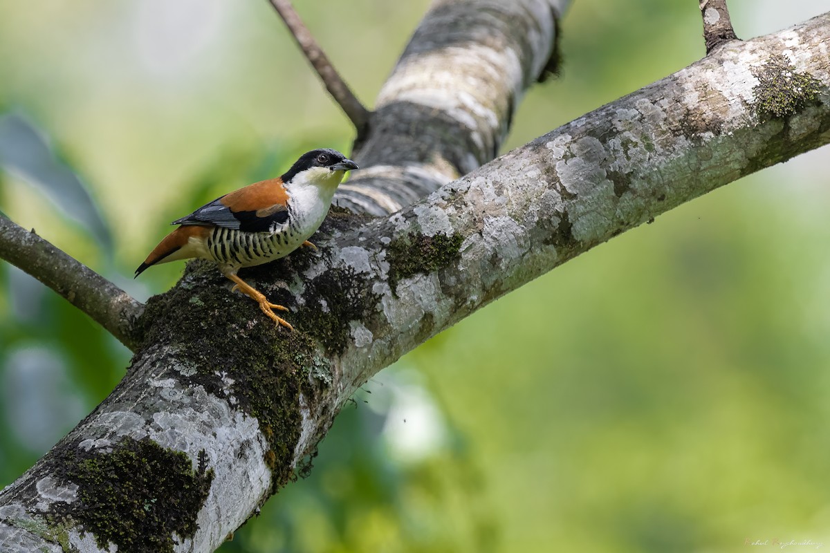 Himalaya Kutyası - ML643972828