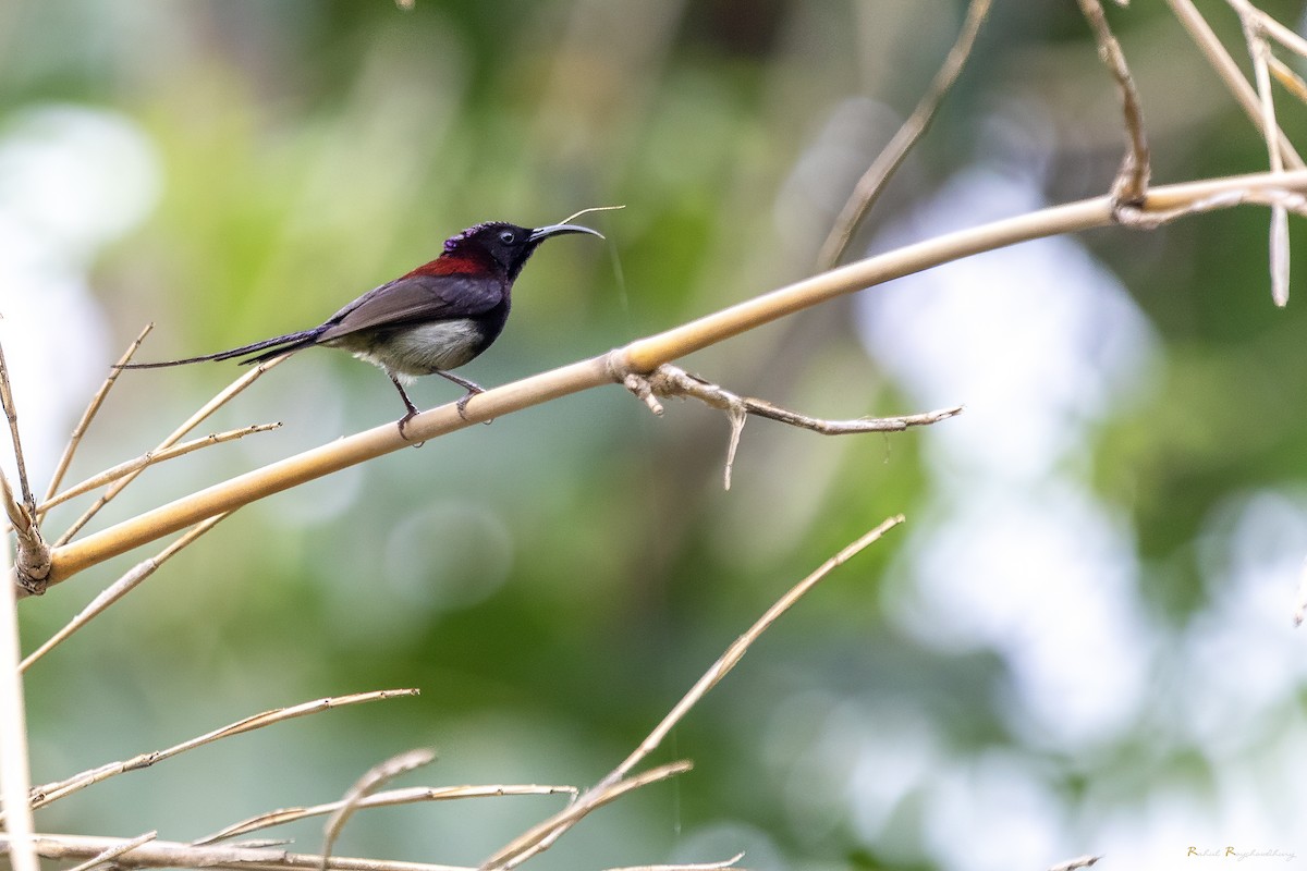 Kara Gerdanlı Nektarkuşu - ML643972832