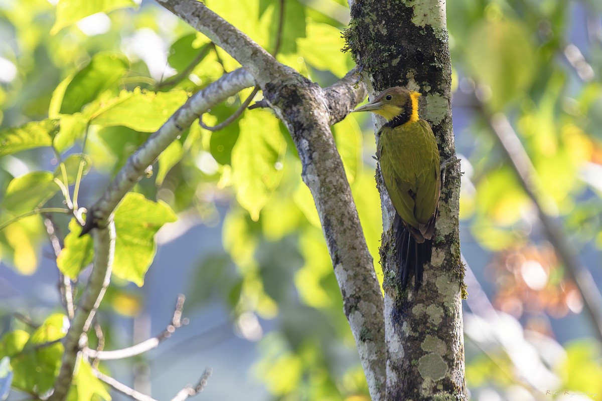 Greater Yellownape - ML643972845