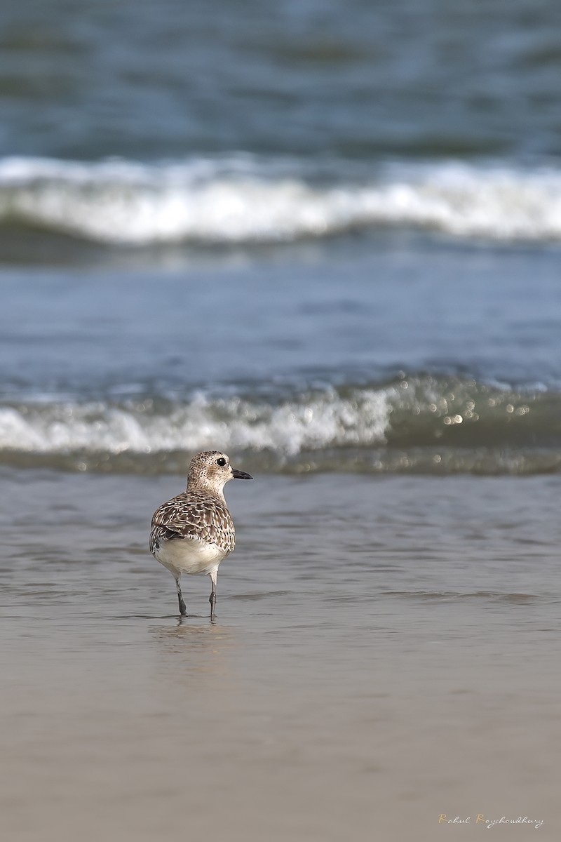 灰斑鴴 - ML643972870